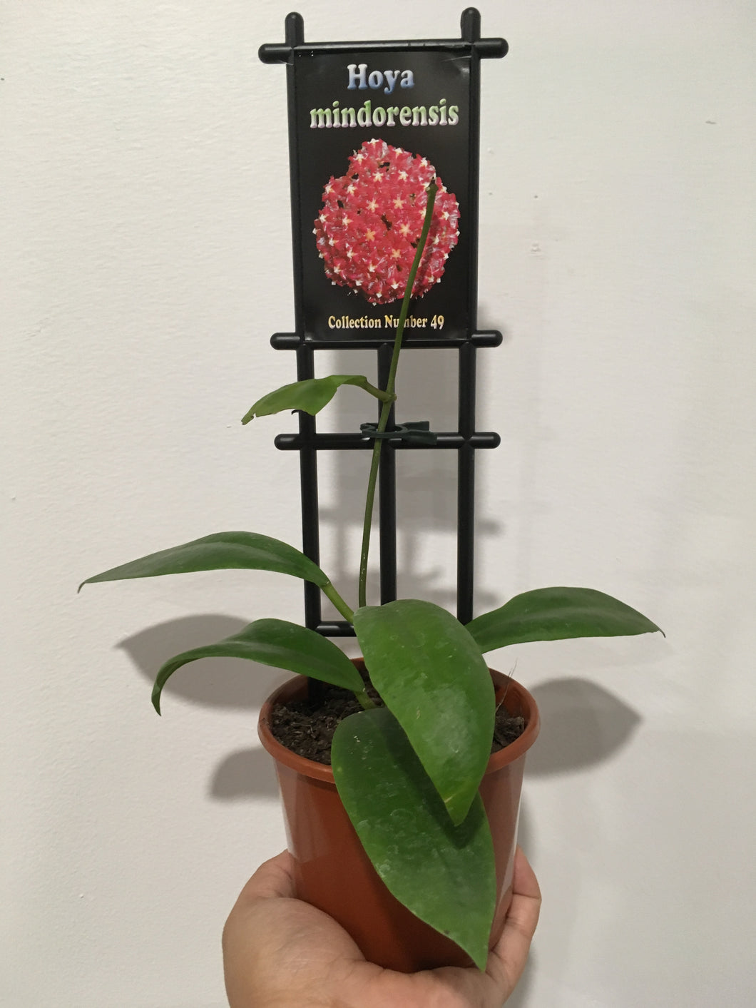 Hoya mindorensis in 10cm pot