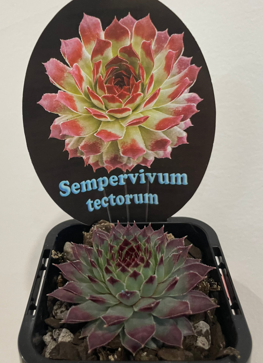 Sempervivum tectorum in 7cm pot
