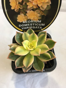 Aeonium domesticum variegata in 7cm pot