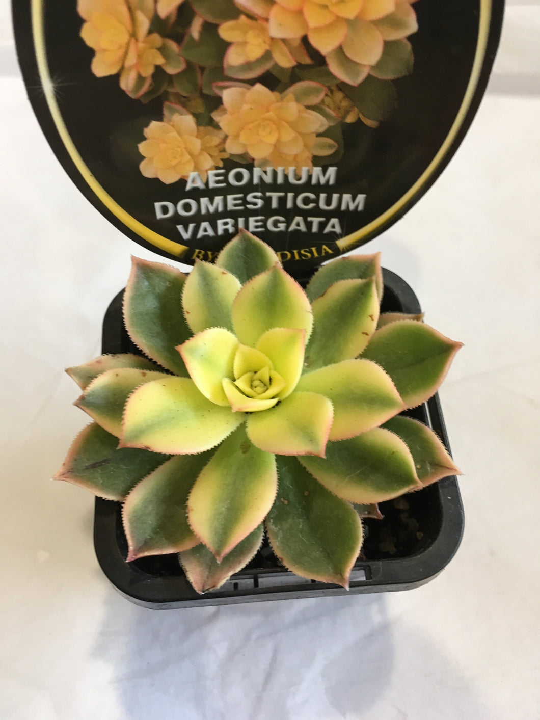 Aeonium domesticum variegata in 7cm pot