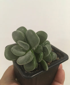 Crassula fallwood in 7.5cm pot