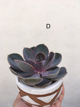 Load image into Gallery viewer, Echeveria Perle von nurnberg in decorative 9cm pot
