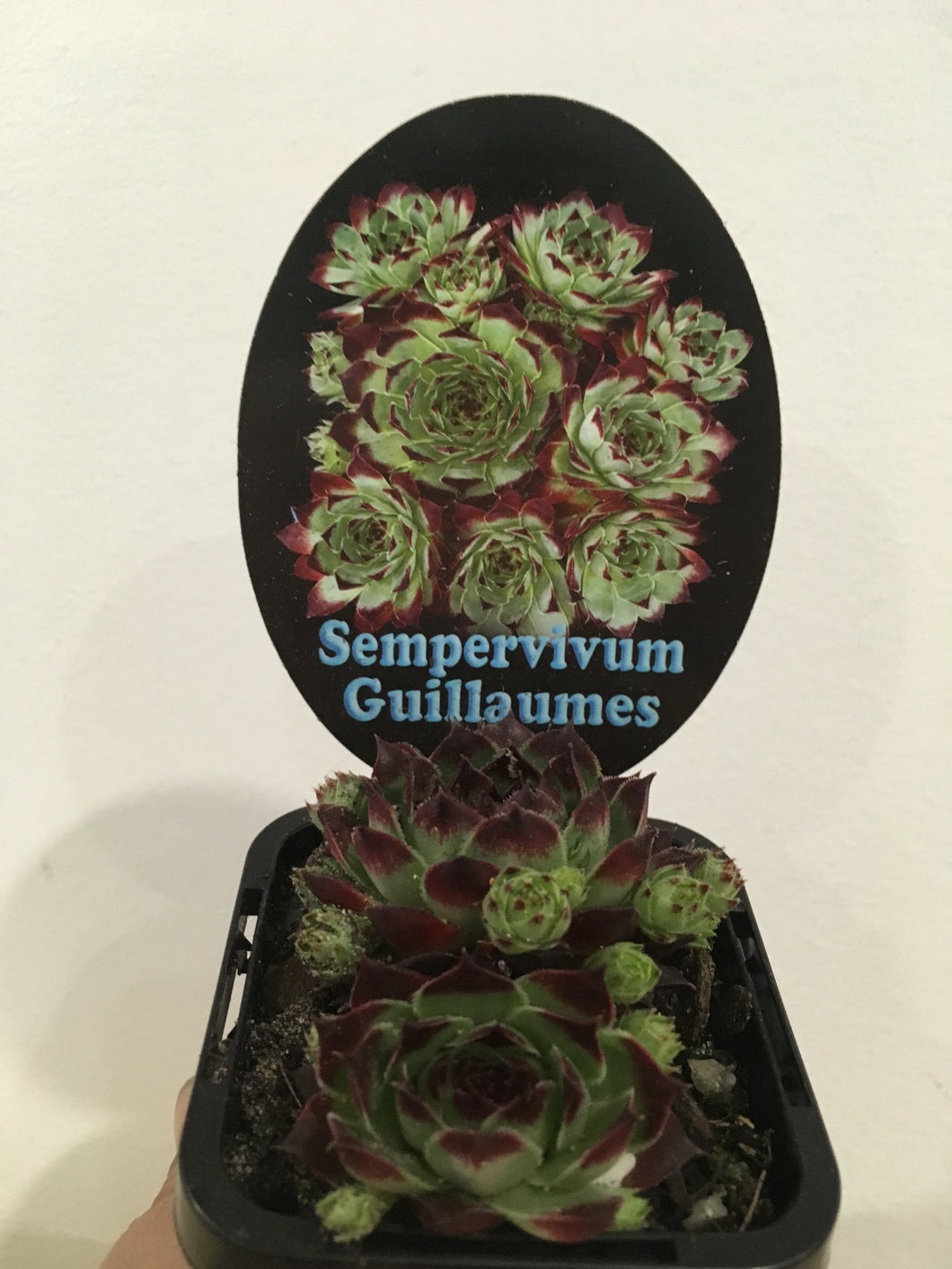 Sempervivum Guillaumes in 7cm pot