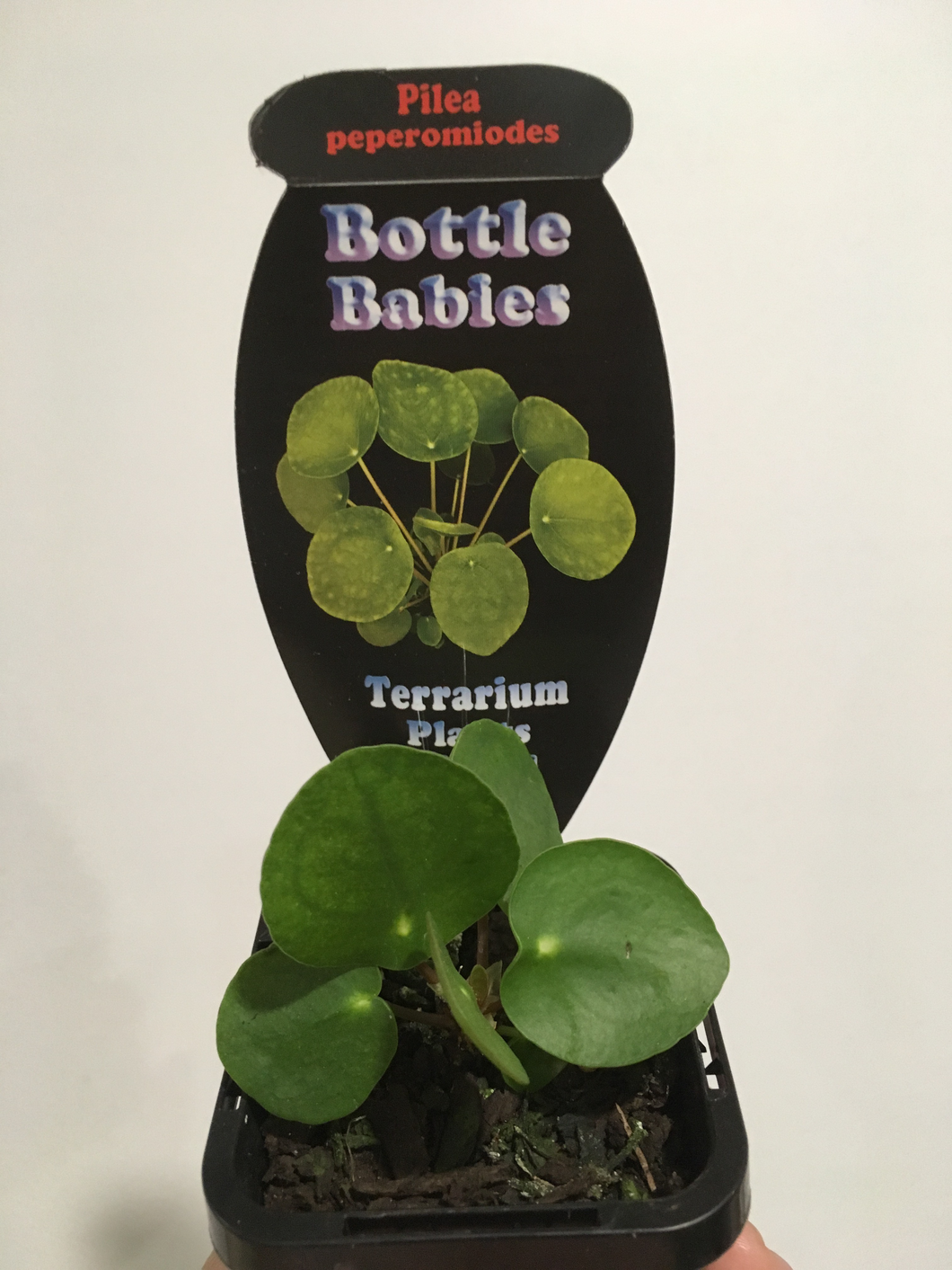 Pilea peperomioides in 7cm pot