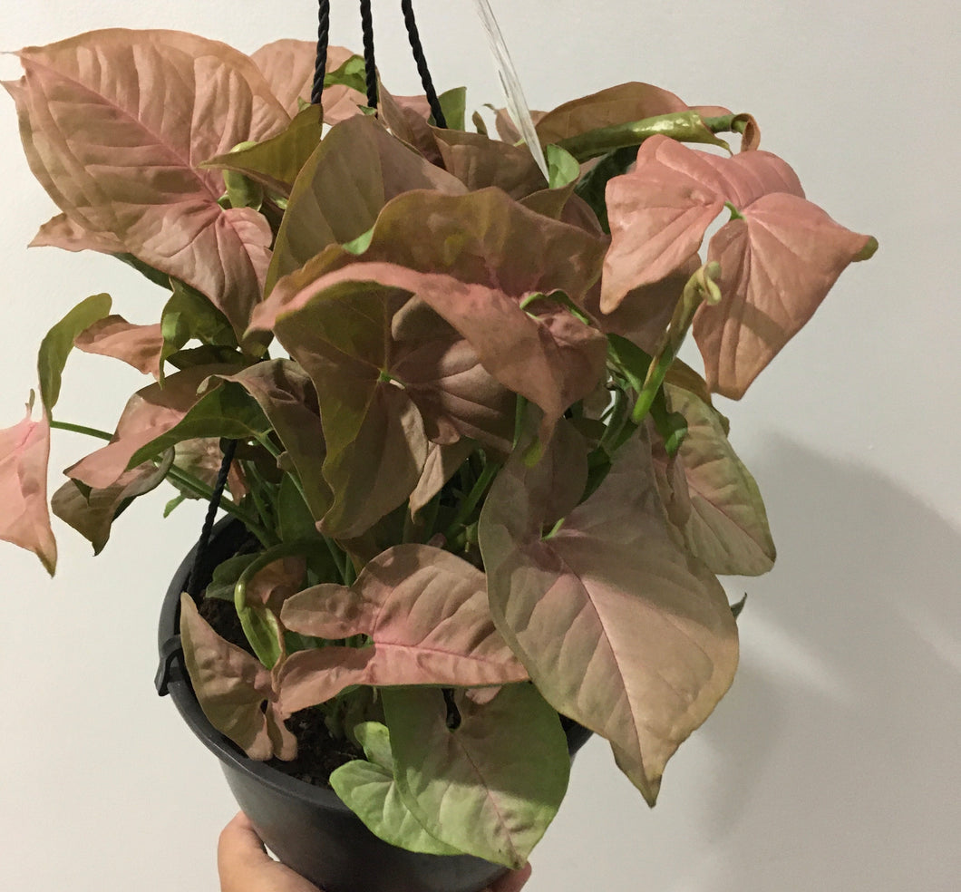 Syngonium neon in 20cm hanging pot