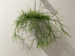 Rhipsalis campos-portoana in 13cm pot