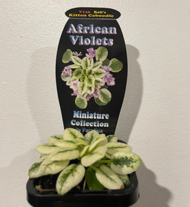 African violets - Rob’s kitten caboodle in 7cm