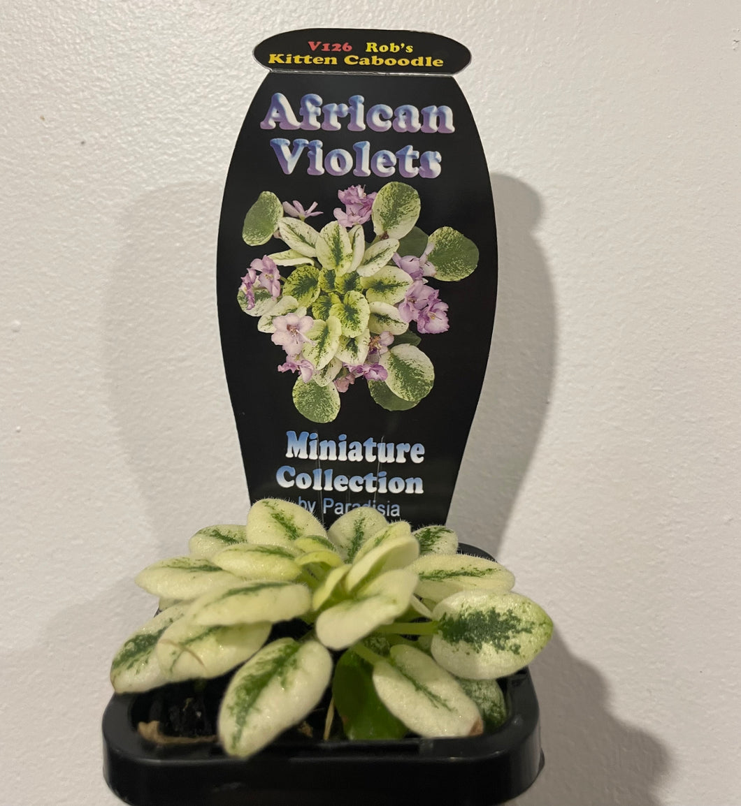 African violets - Rob’s kitten caboodle in 7cm