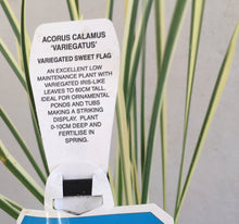 Load image into Gallery viewer, Water Plant - Variegated Sweet Flag in 14cm pot
