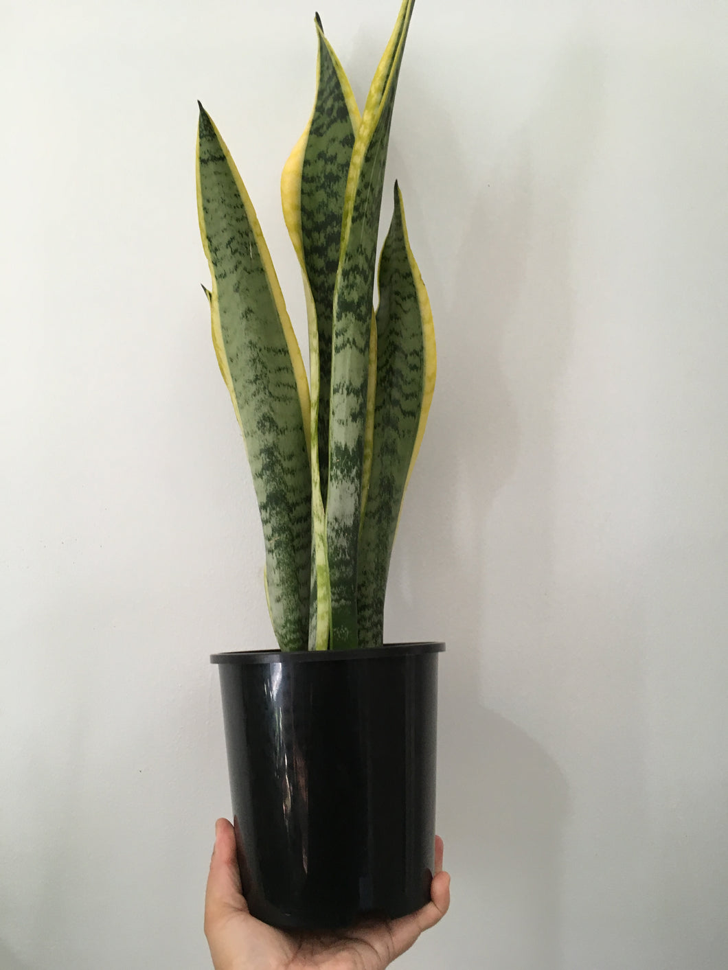 Snake plant/Sansevieria Laurentii in 15cm pot