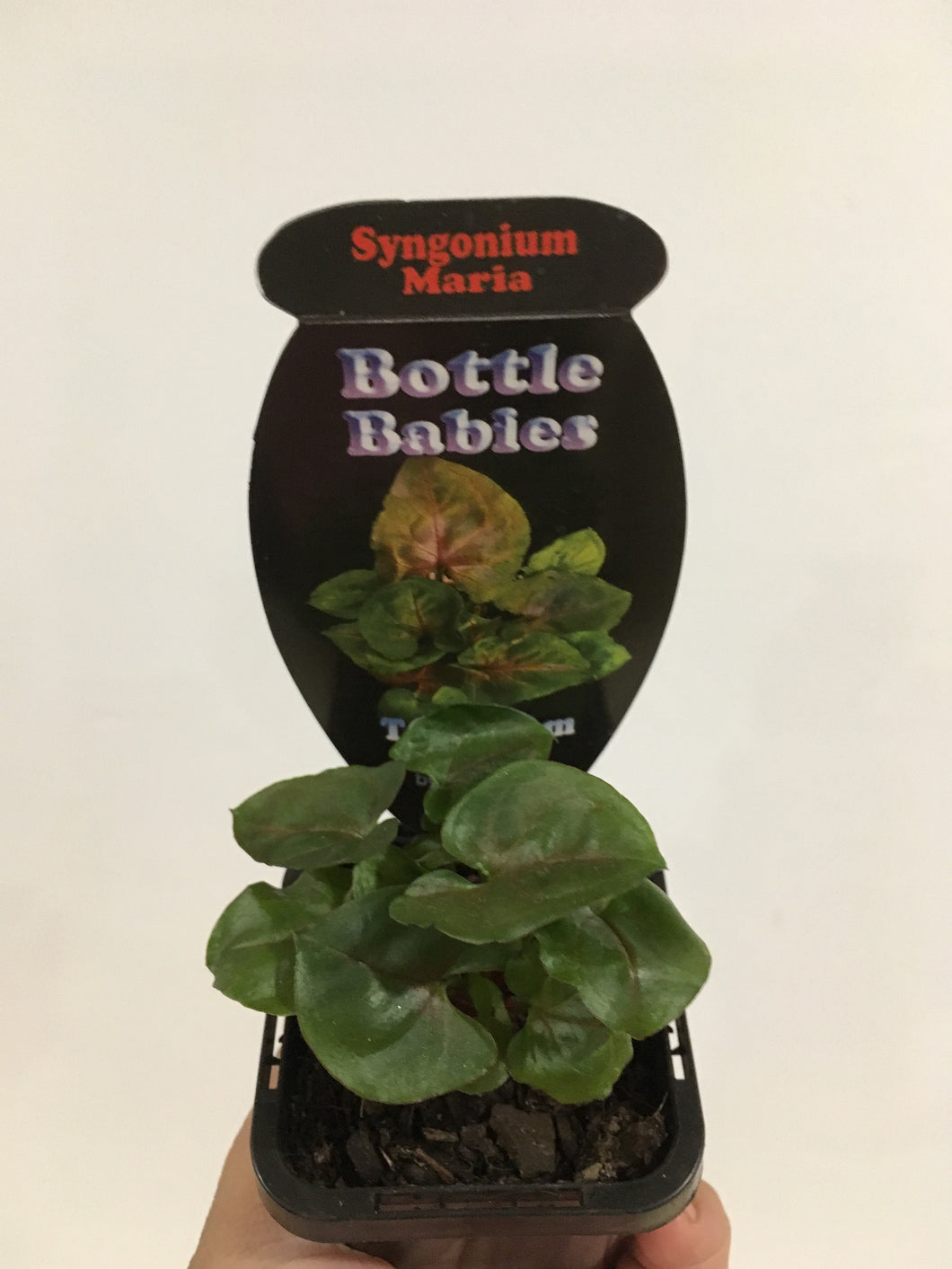 Syngoniun Maria in 7cm pot