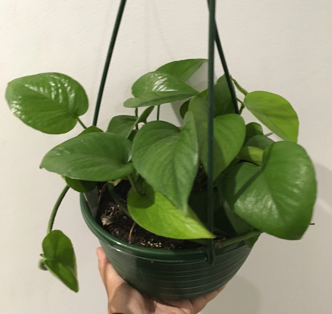 Epipremnum aureum green in 20cm hanging pot