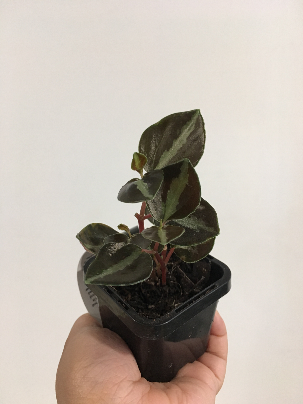 Peperomia Metallica in 7cm pot