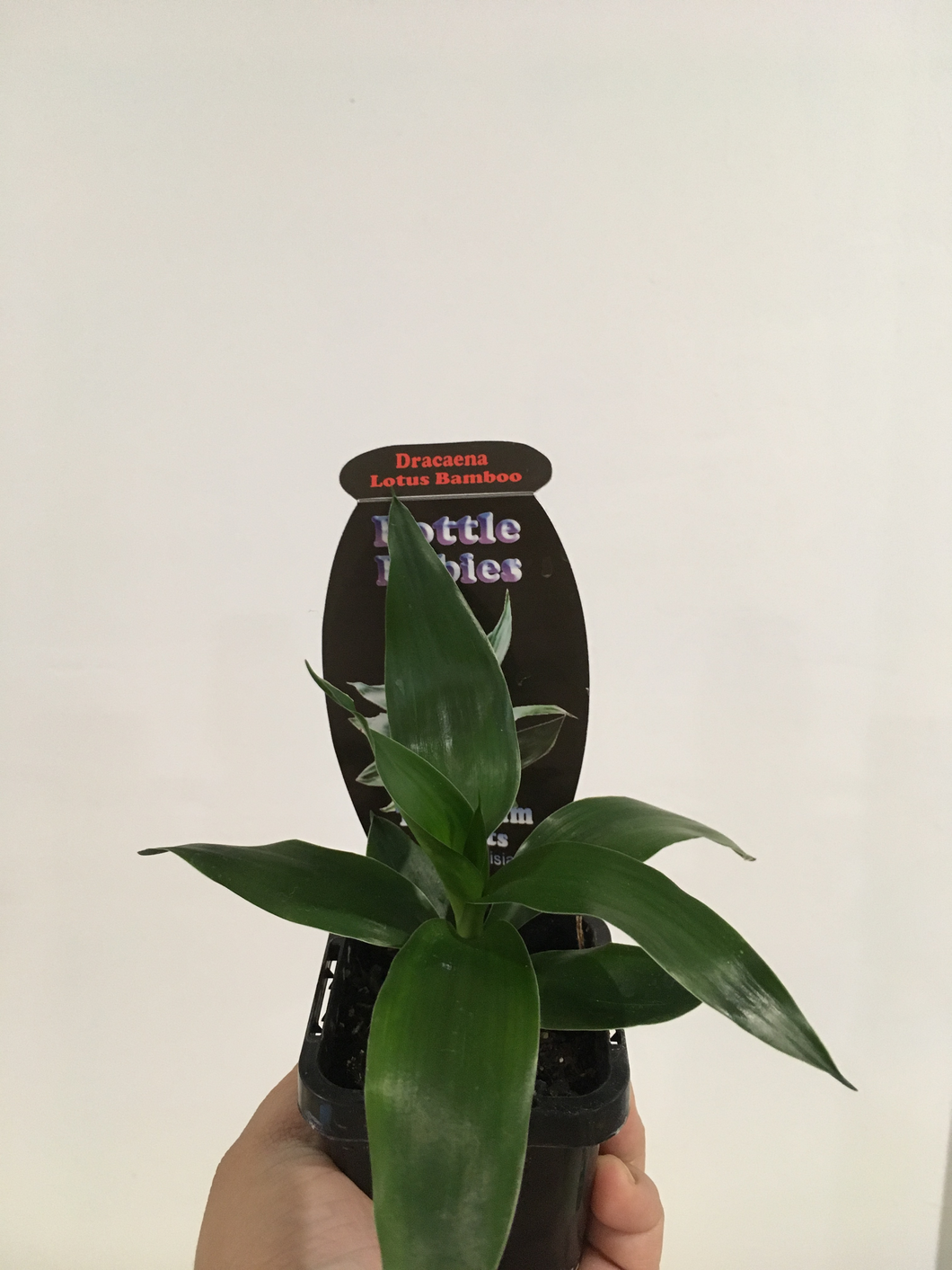 Dracaena Lotus Bamboo in 7cm pot