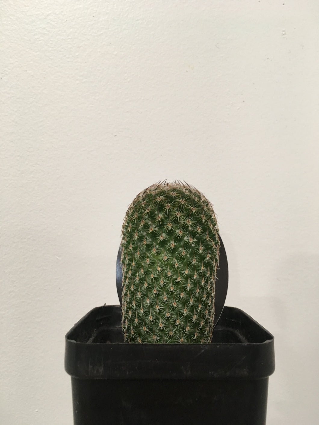 Mammillaria matudae in 10cm pot