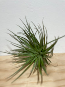Air plants - medium size