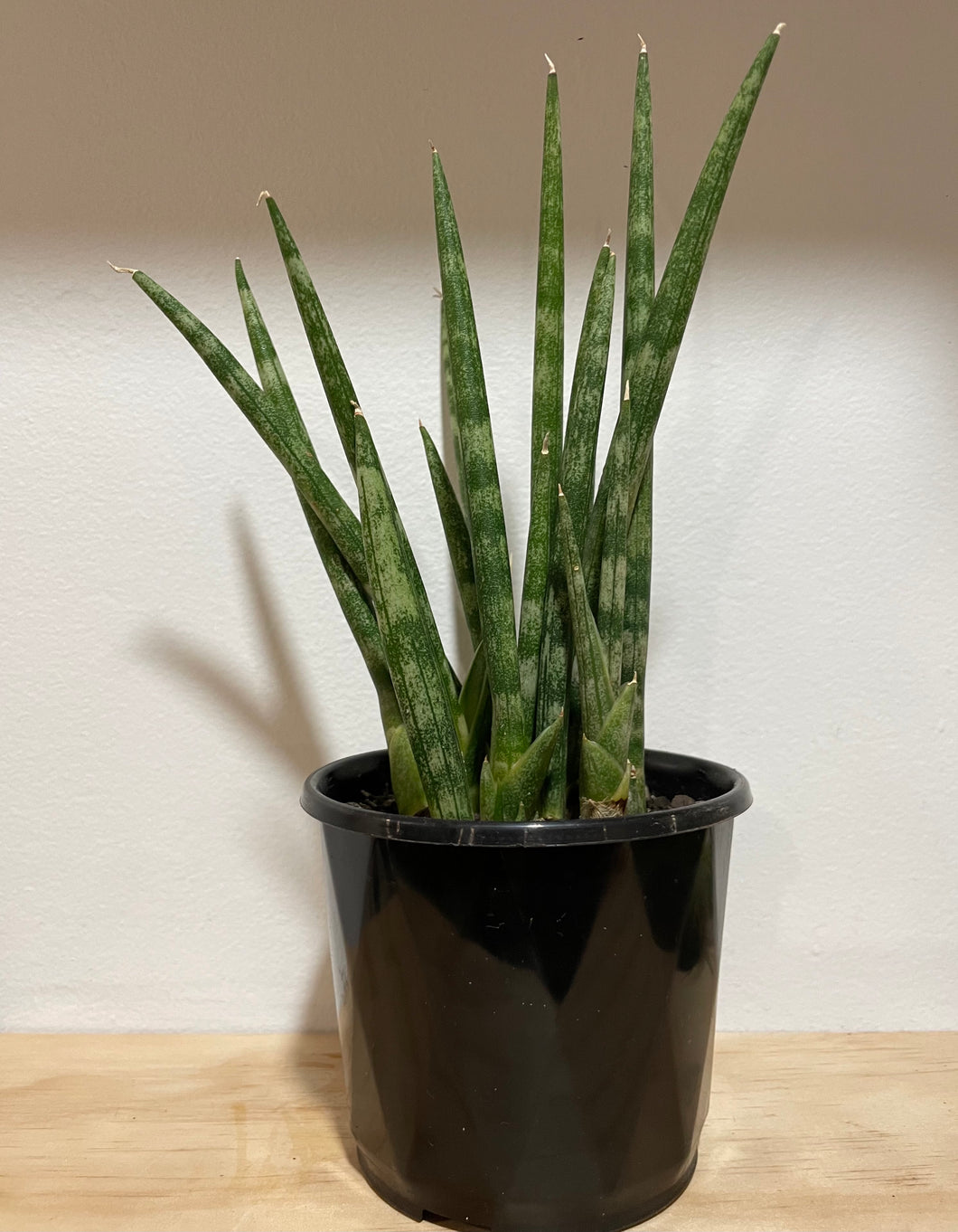 Sansevieria cylindrica in 8cm pot
