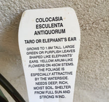 Load image into Gallery viewer, Water Plant - Colocasia Esculenta antiquorum in 14cm pot
