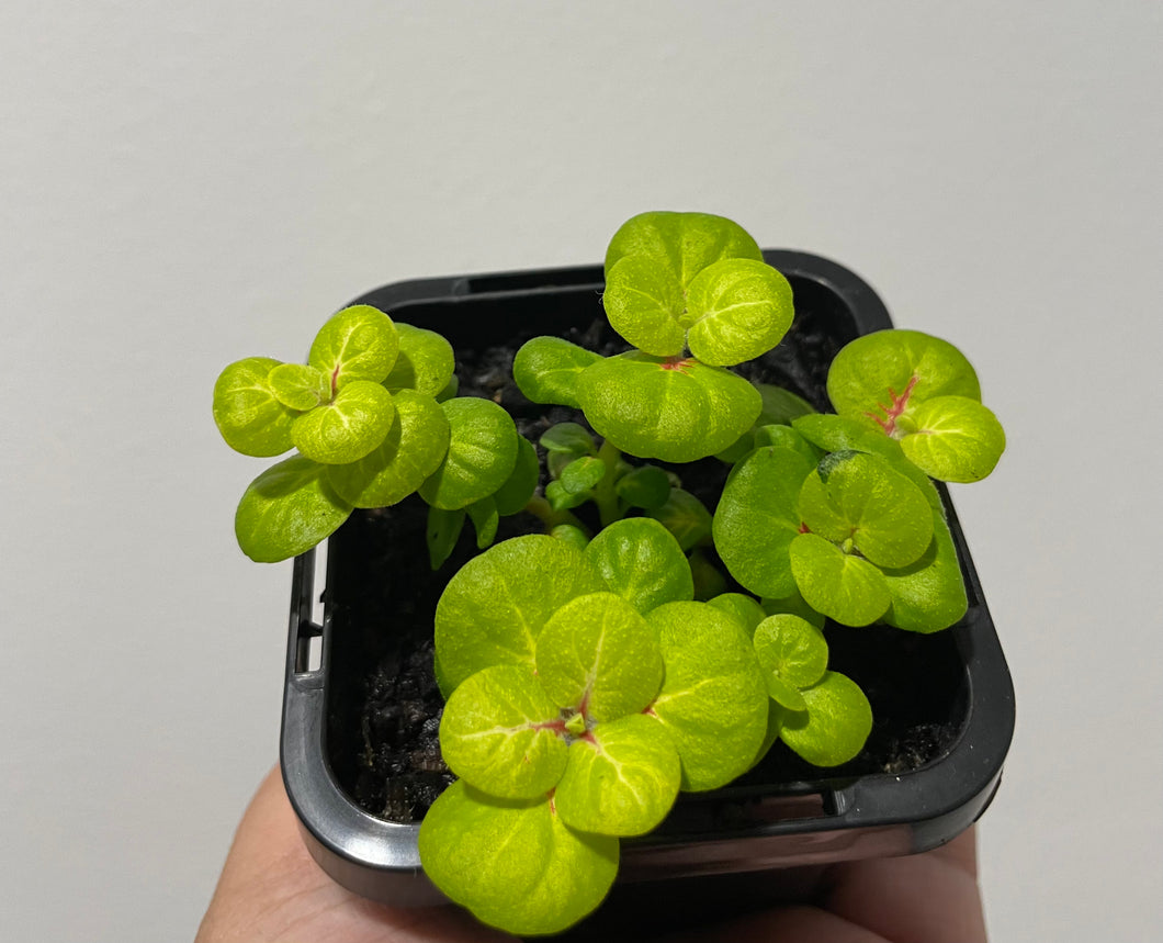 Fittonia Charlene in 7cm pot