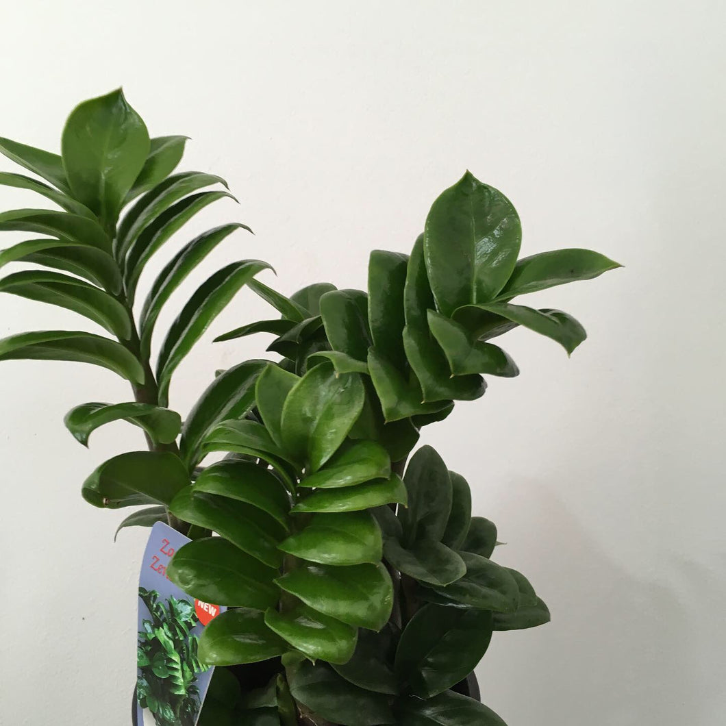 Zanzibar Zenzii in 15cm pot