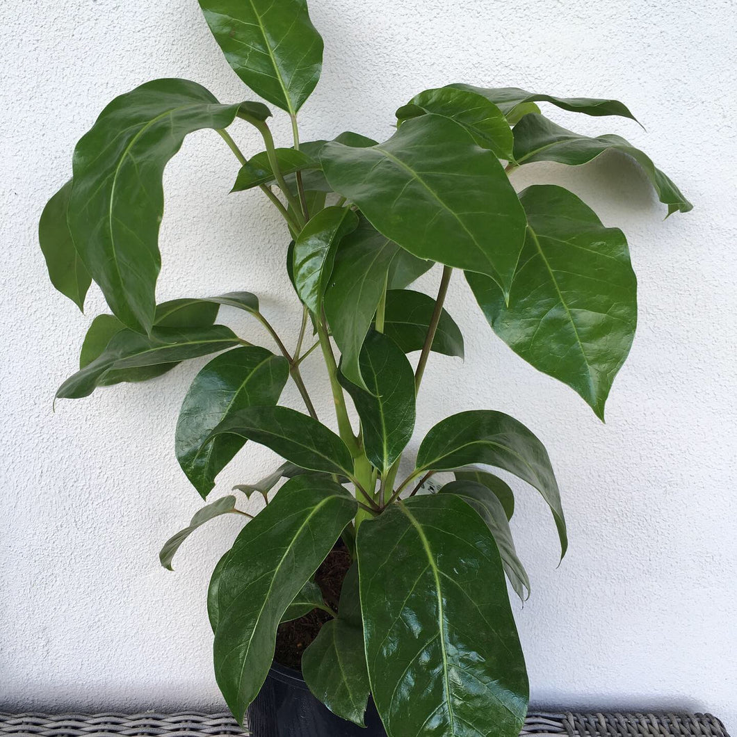 Schefflera Amate in 20cm pot