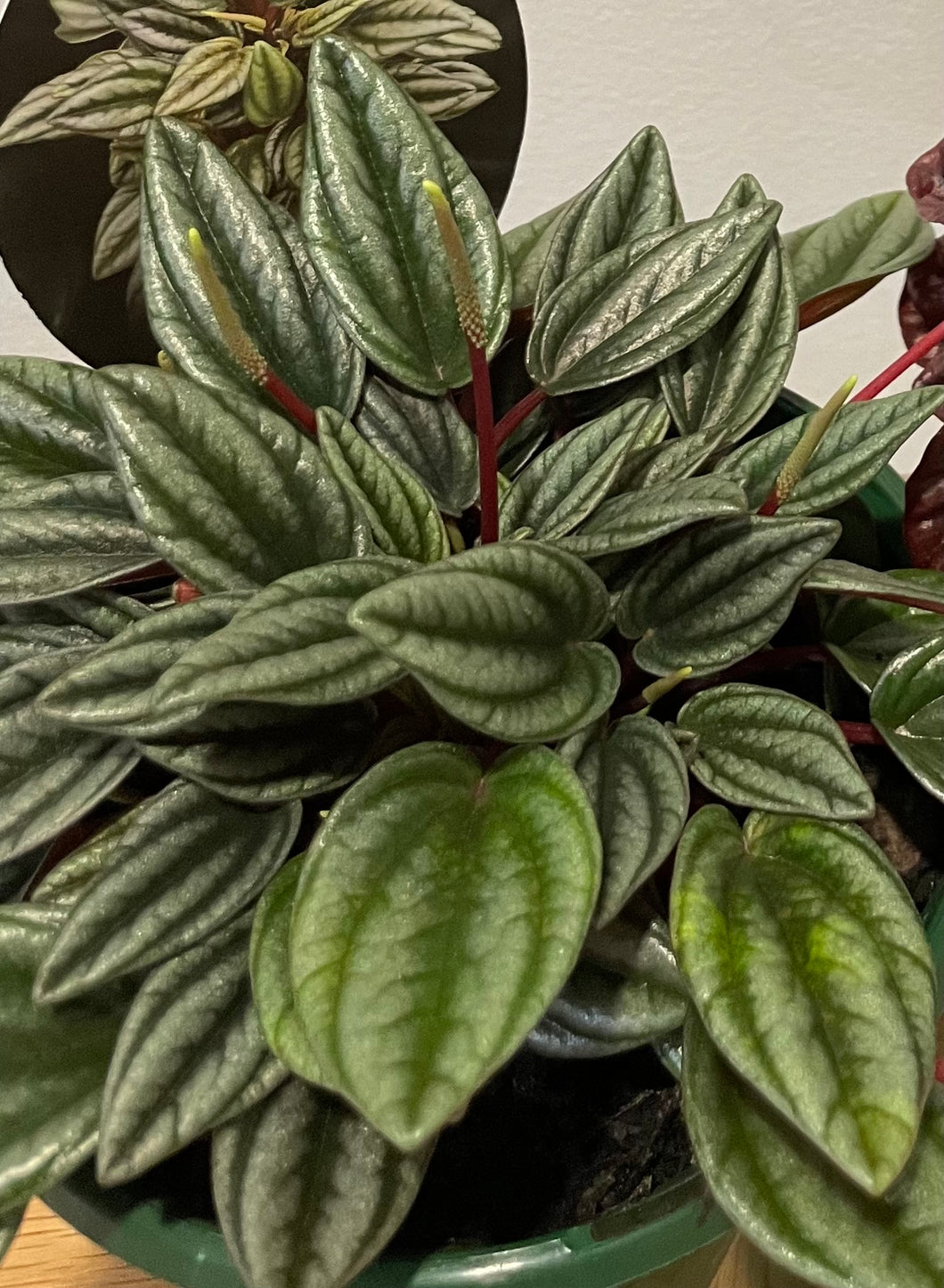 Peperomia san marino in 13cm pot