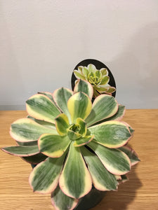 Aeonium Sunburst in 13cm pot