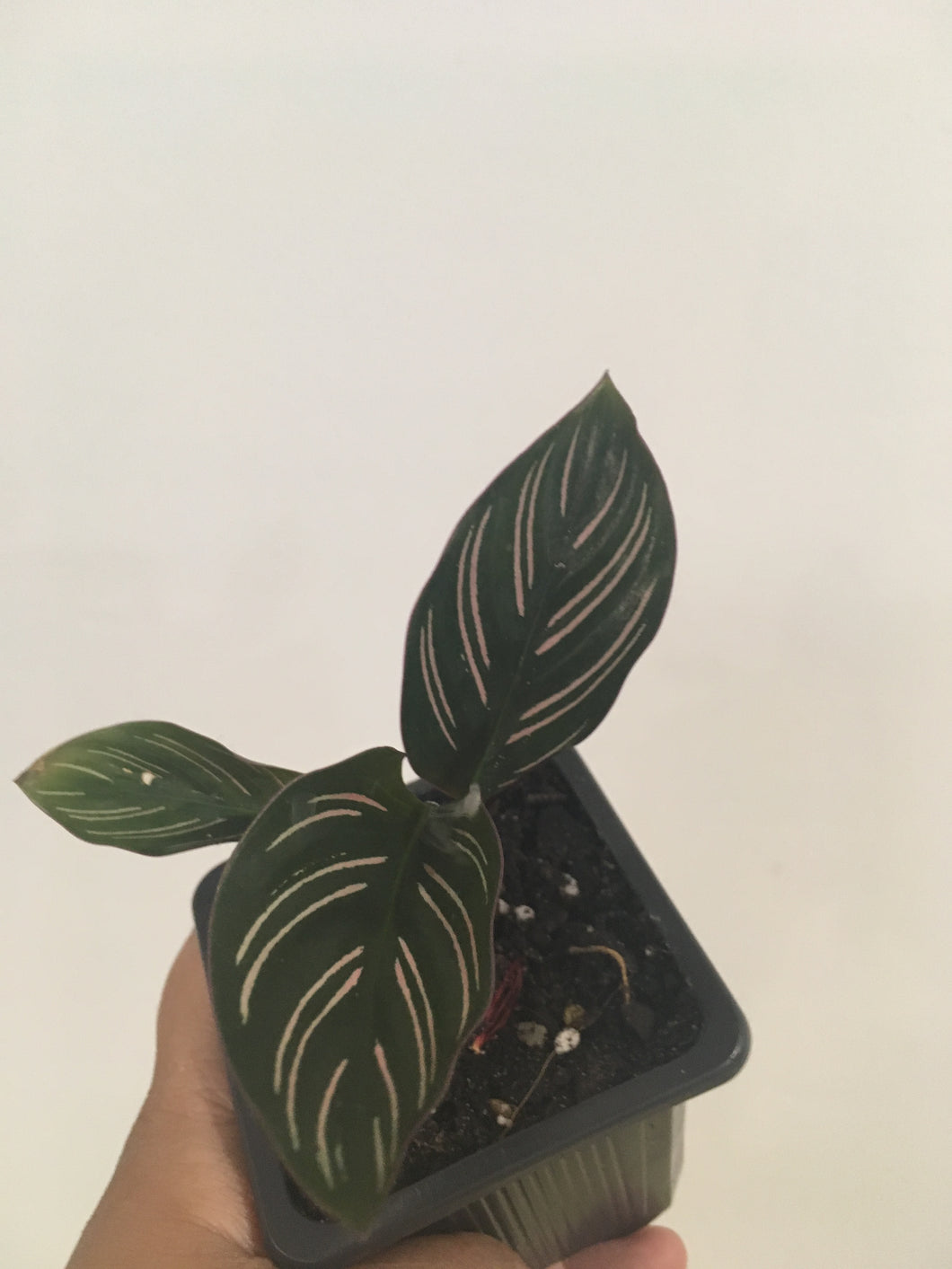 Calathea Ornata in 7.5cm pot