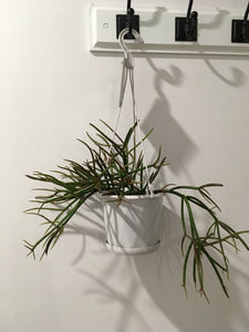 Rhipsalis Red Coral