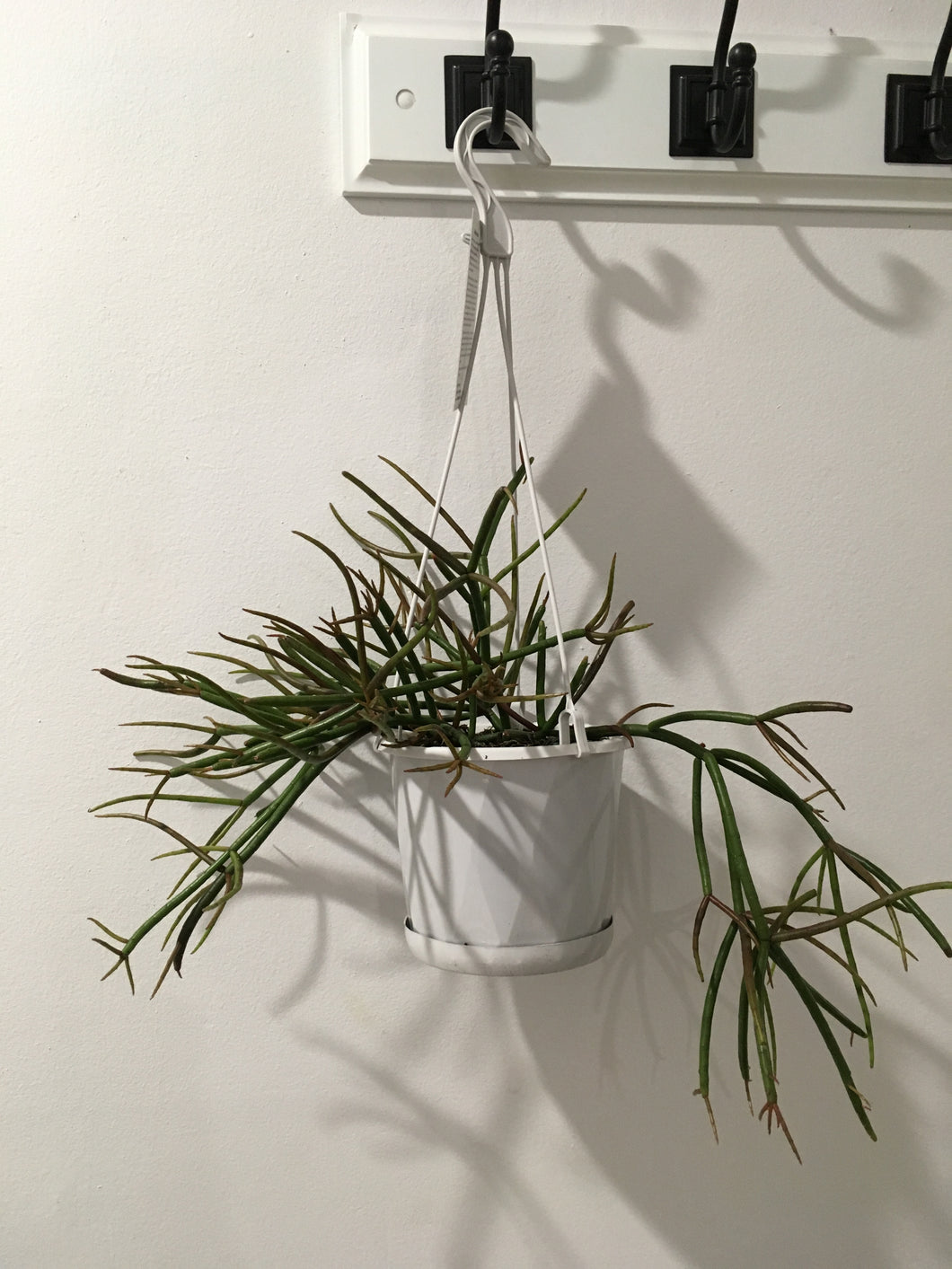 Rhipsalis Red Coral