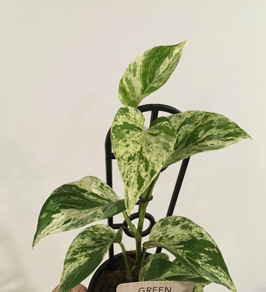 Epipremnum marble queen in 13cm pot