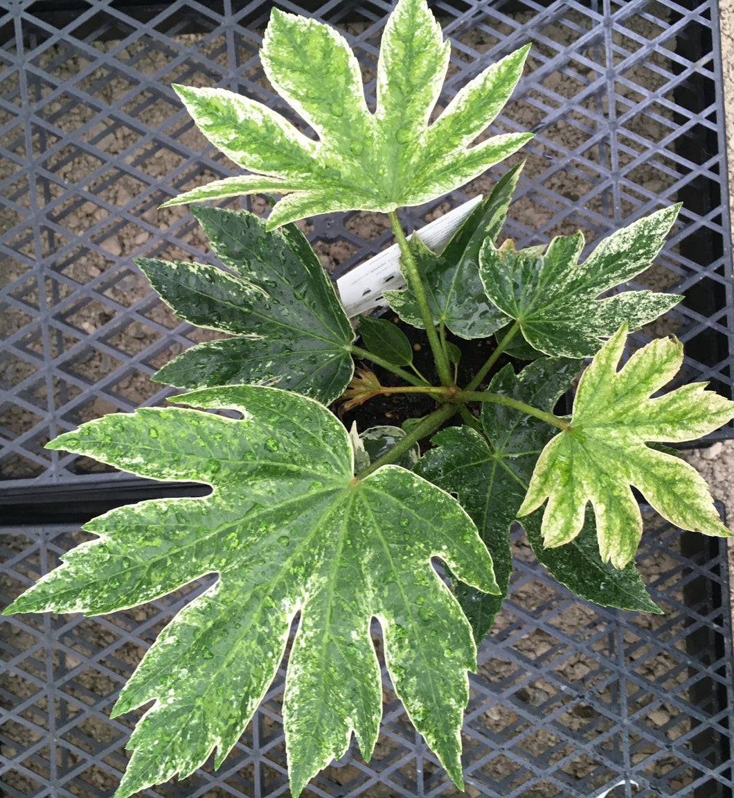 Fatsia japonica spider web in 15cm pot