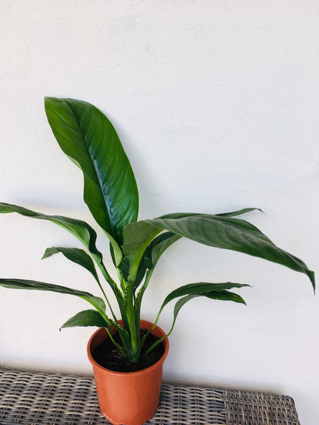 Spathiphyllum blue moon in 17cm pot
