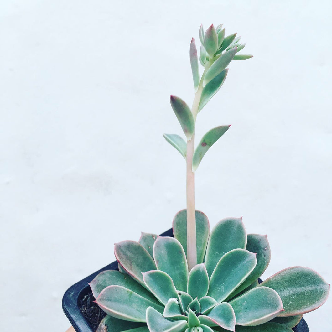 Echeveria Fantastic Fountain in 7.5cm pot