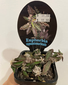 Euphorbia capsaintemariensis in 7cm pot