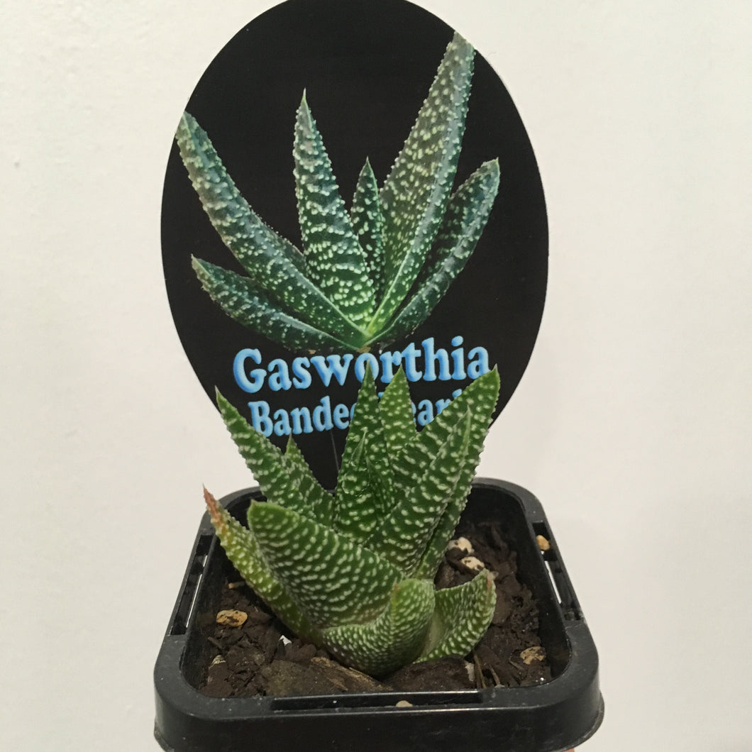 Gasworthia banded pearls in 7cm pot