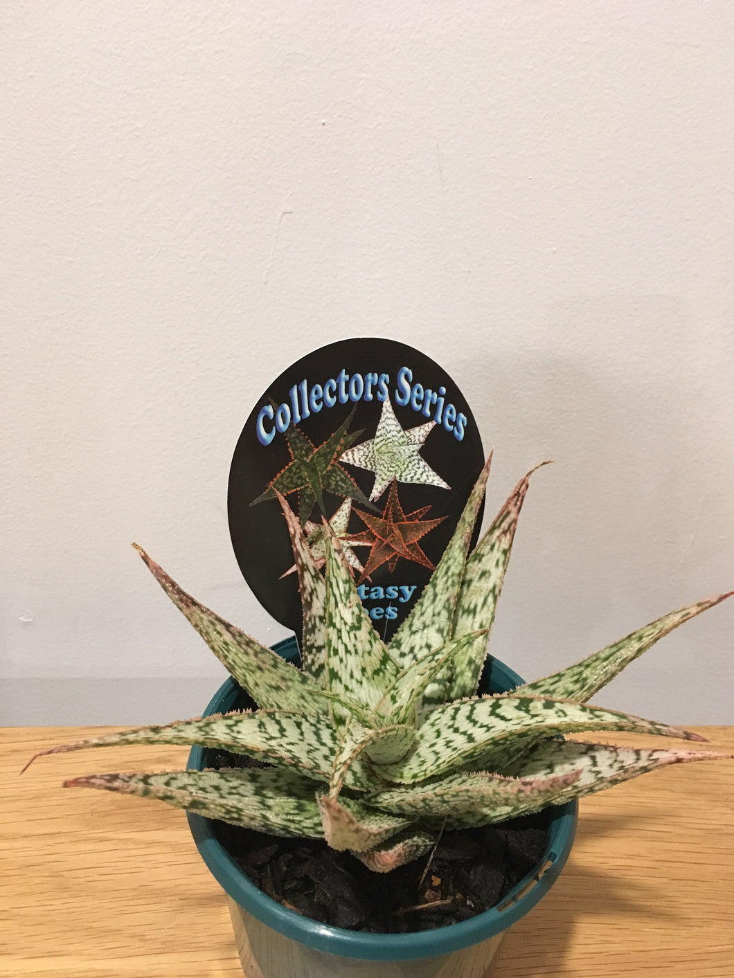 Fantasy Aloes in 13cm pot