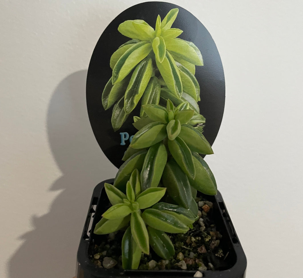 Peperomia dolabiformis ‘Ecuador’ in 7cm pot