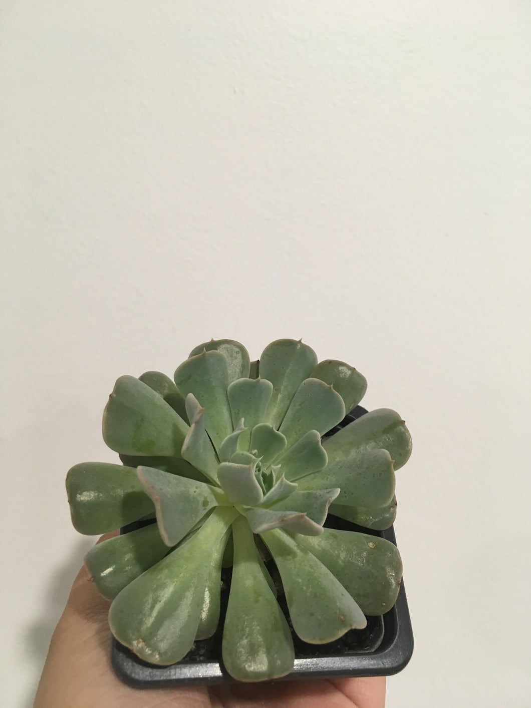 Echeveria Pinwheel Revolution in 7.5cm pot