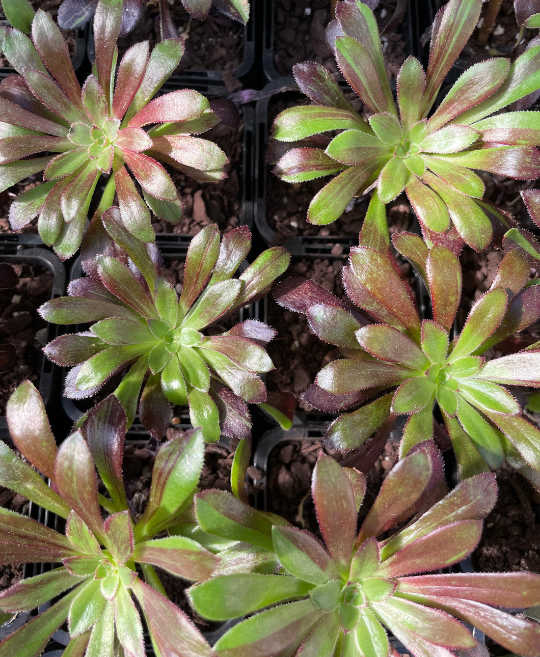 Aeonium big bang in 7cm pot