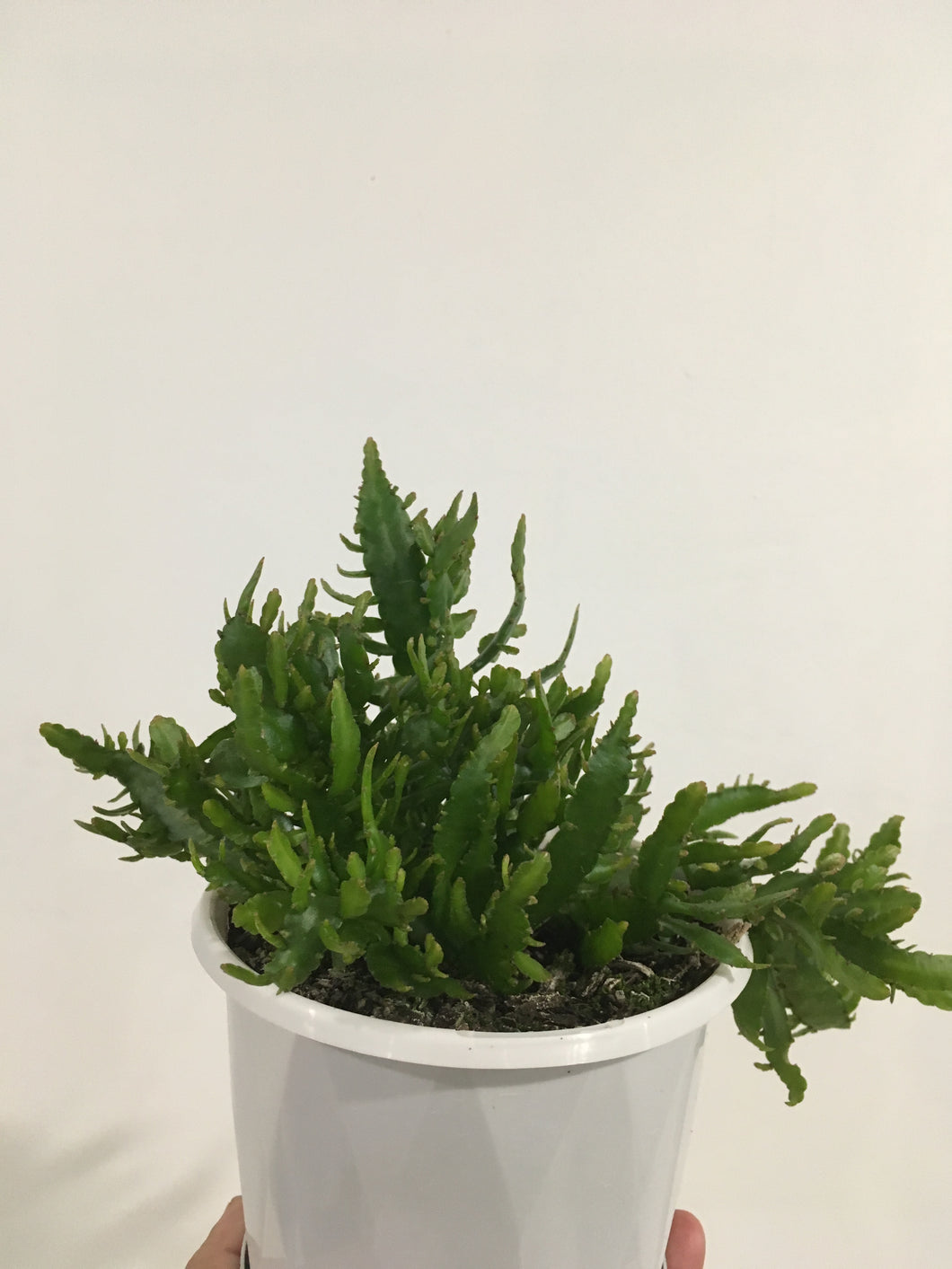 Disocactus Bits n Pieces in 13cm pot