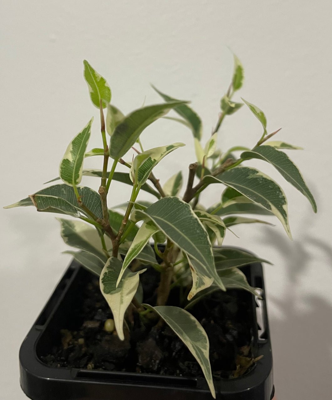 Ficus benjamina variegated 7cm pot