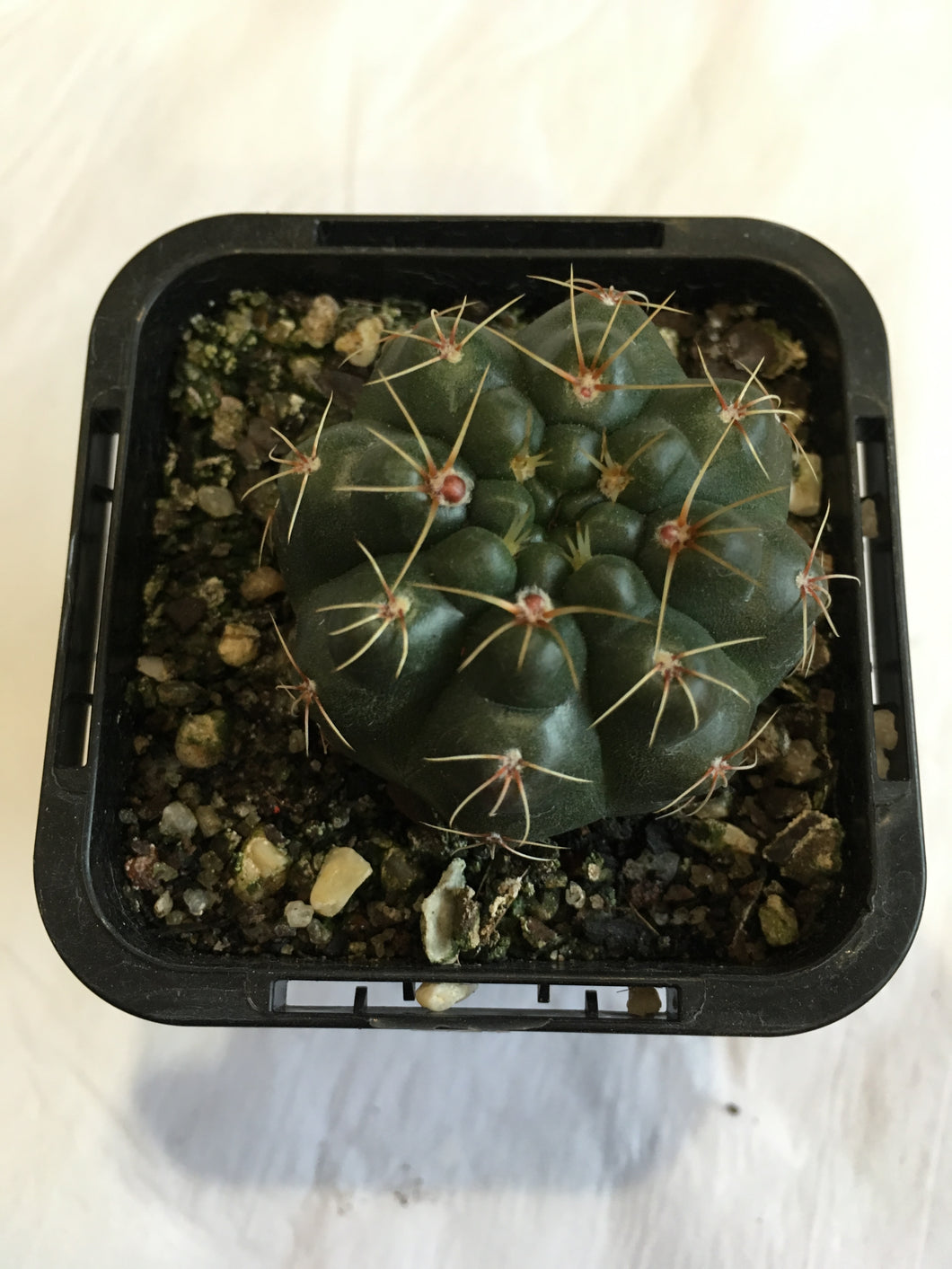 Gymnocalycium baldianum in 7cm pot