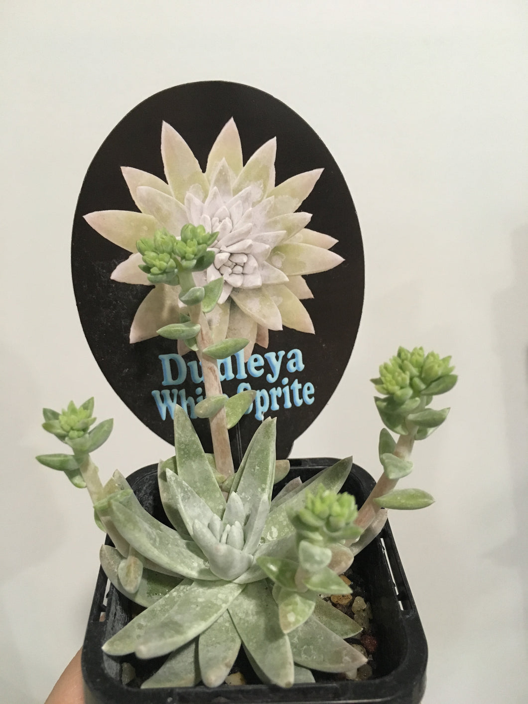 Dudleya White Sprite