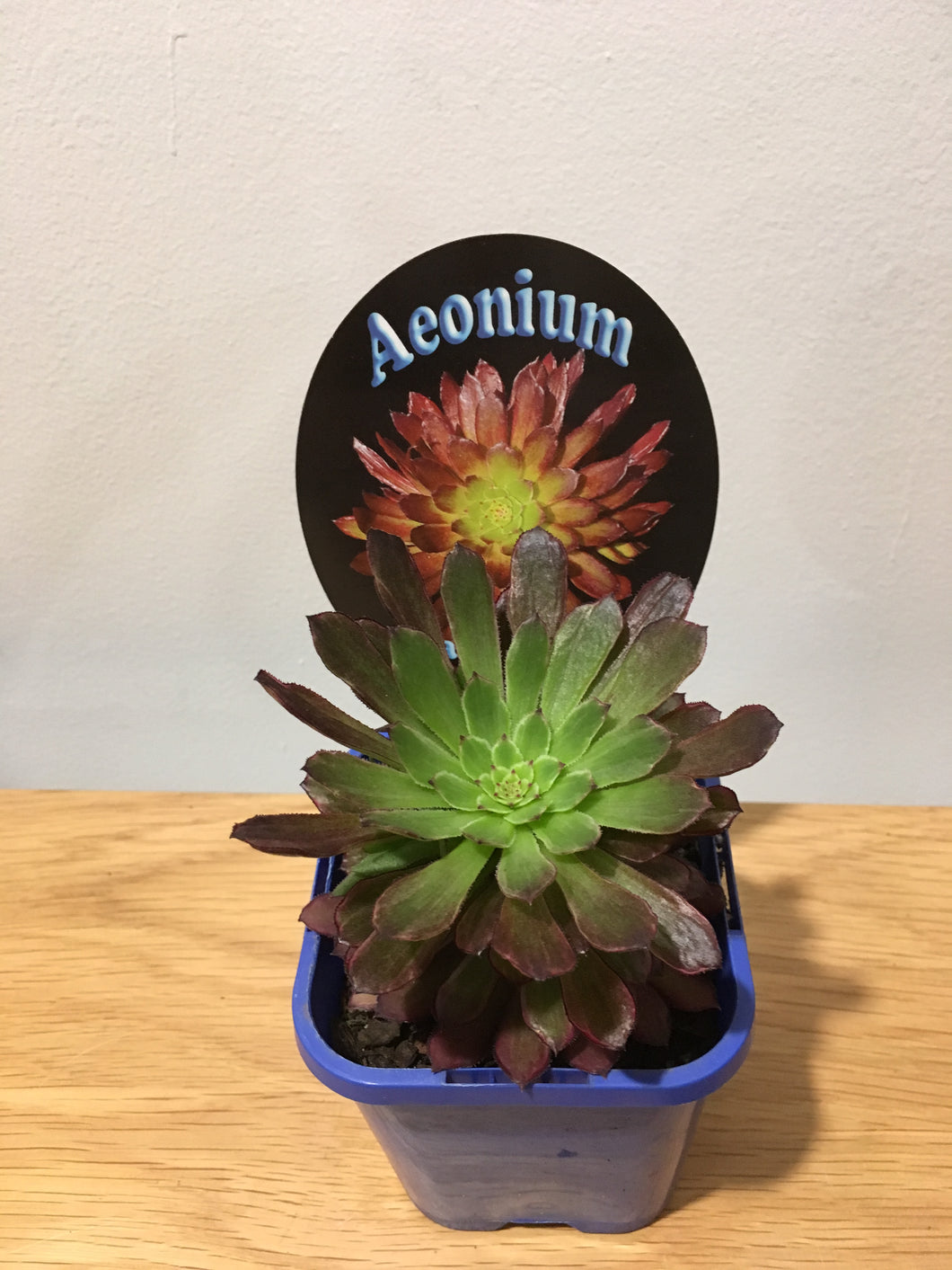 Aeonium Paradisian Inferno in 10cm pot