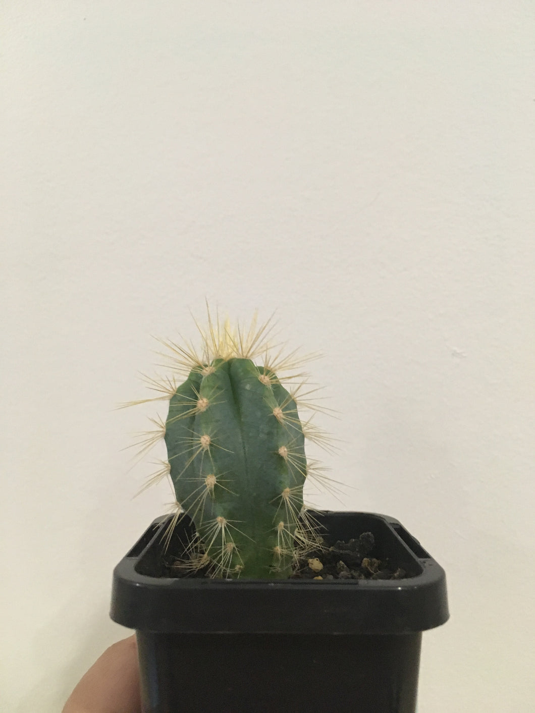 Blue Torch in 10cm pot