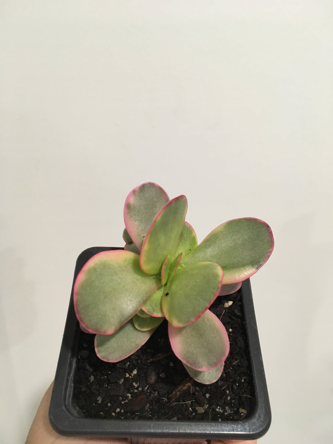 Crassula Platyphilia variegata in 7.5cm pot
