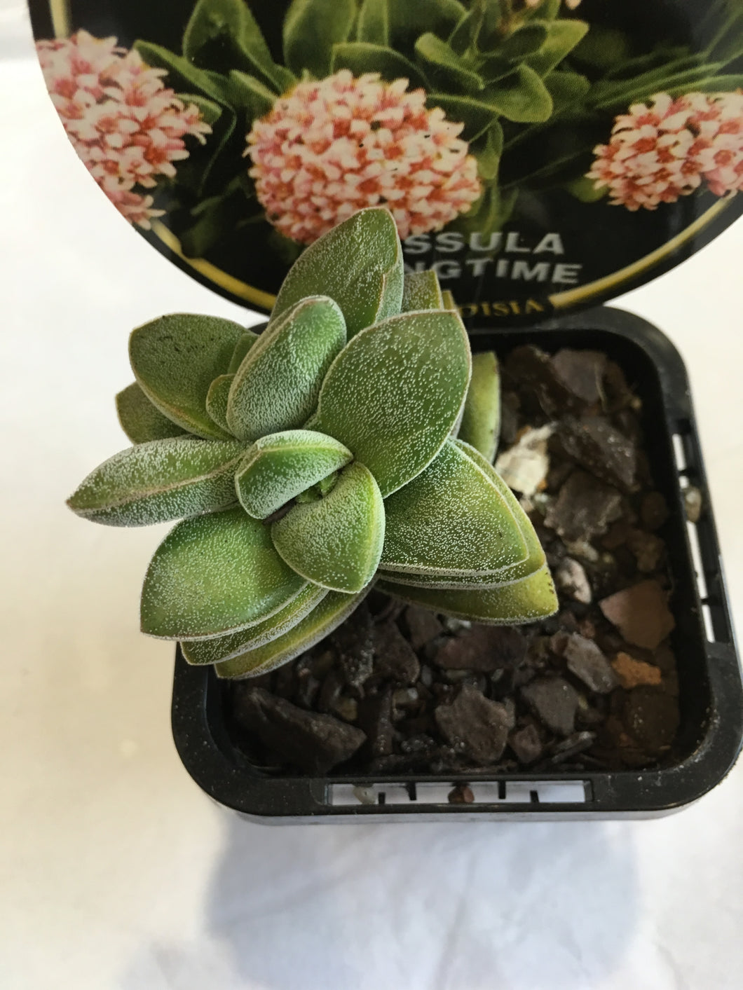 Crassula Springtime in 7cm pot