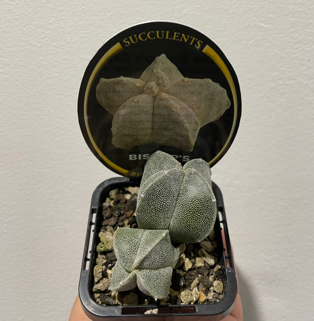 Astrophytum myriostigma in 7cm pot