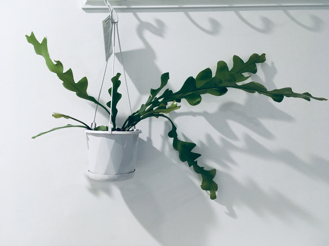 Epiphyllum Anguliger in 13cm nursery pot